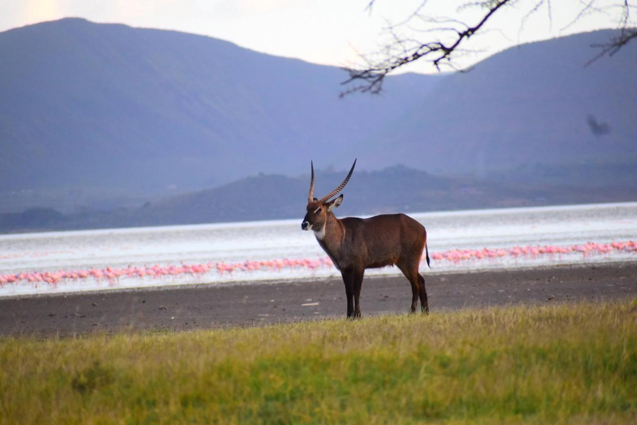 Lake Elmenteita Serena Camp Exterior photo